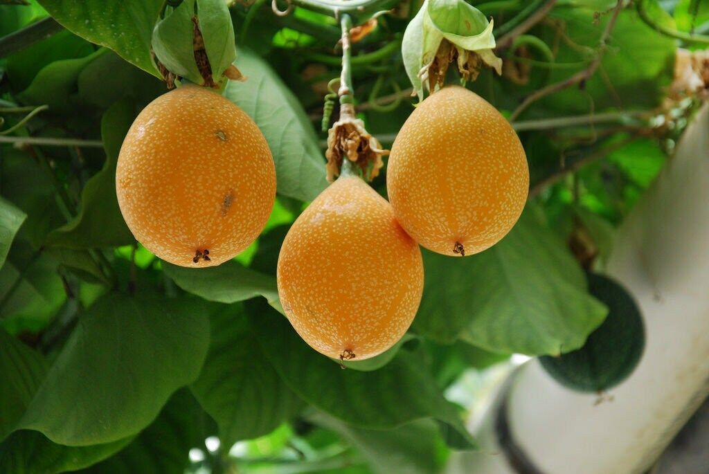 Pasiflora / Maracuja / Granadilija – 3